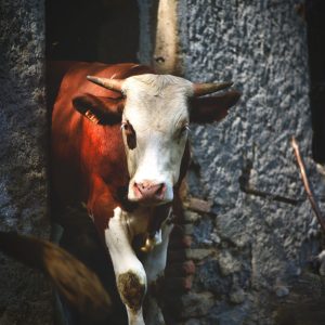 A cow comes out of the stable