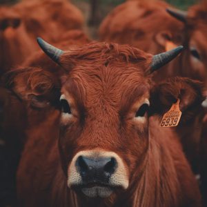 cute-cow-face