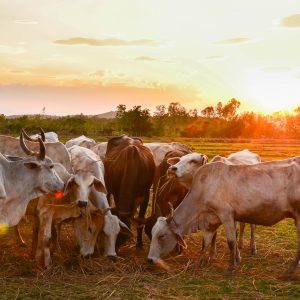 Cow grazing in a sunset meadow in Thailand.