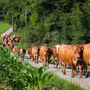 A herd of cows producing milk for Gruyere cheese in France in the spring